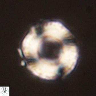 Bomolithus falklandensis 56944