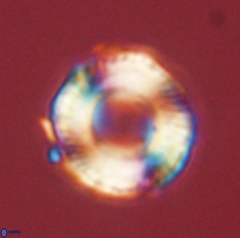 Bomolithus falklandensis 56945