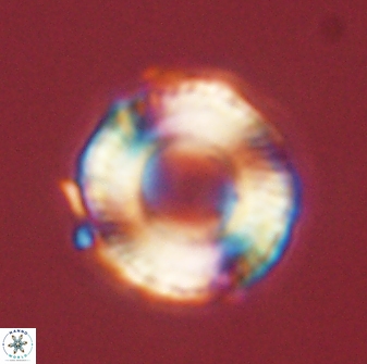 Bomolithus falklandensis 56945