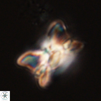 Bomolithus universus 56698