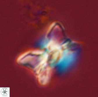 Bomolithus universus 56699