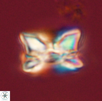 Bomolithus universus 56700