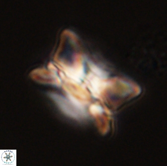 Bomolithus universus 56702