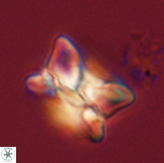 Bomolithus universus 56703