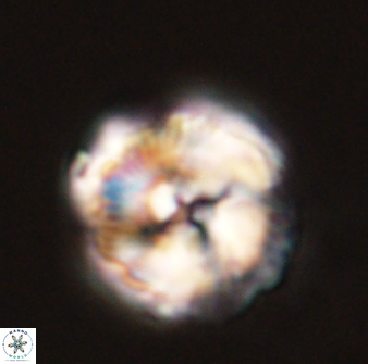 Bomolithus universus 56704