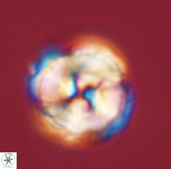Bomolithus universus 56706