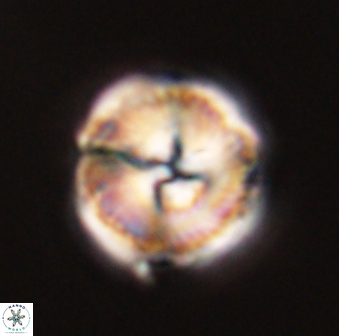 Bomolithus universus 56709