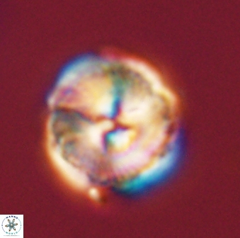 Bomolithus universus 56710