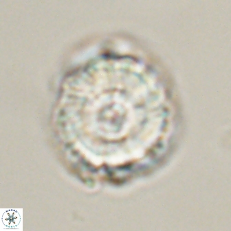 Bomolithus universus 56712