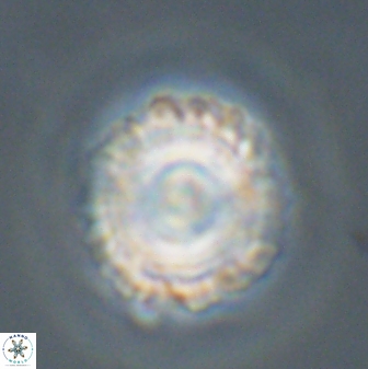 Bomolithus universus 56713
