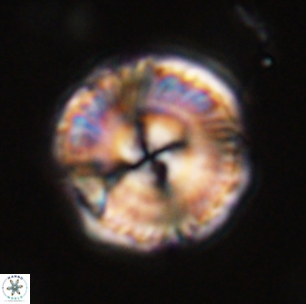 Bomolithus universus 57858