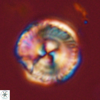 Bomolithus universus 57859