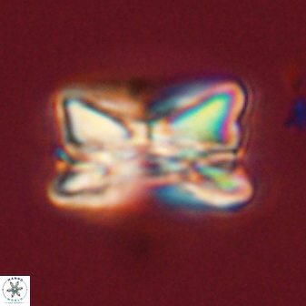 Bomolithus universus 57860