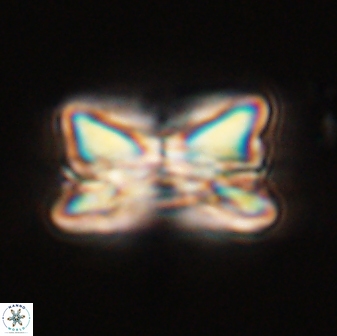 Bomolithus universus 57861