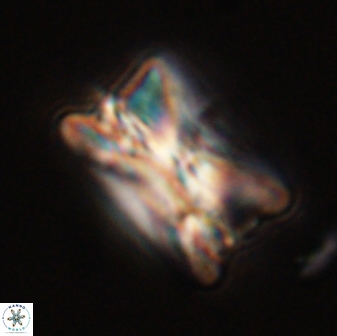 Bomolithus universus 57862