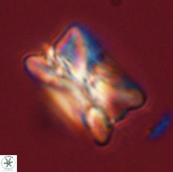 Bomolithus universus 57863