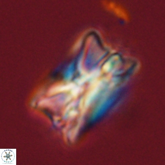 Bomolithus universus 57864