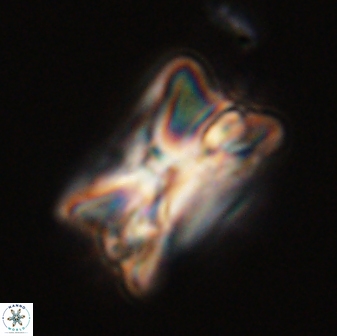 Bomolithus universus 57865