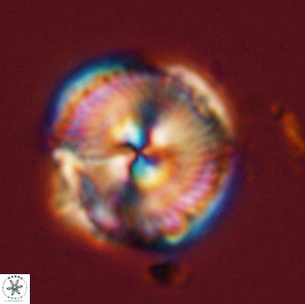 Bomolithus universus 57866