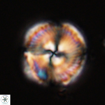 Bomolithus universus 57867