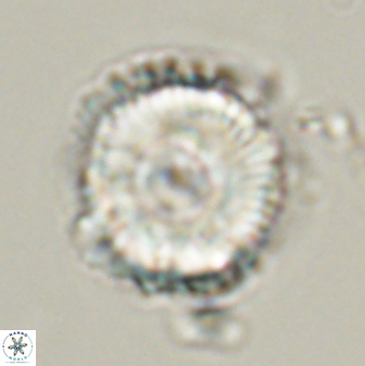 Bomolithus universus 57868