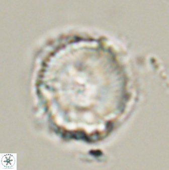Bomolithus universus 57869