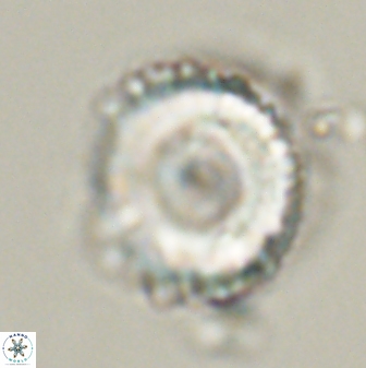 Bomolithus universus 57870