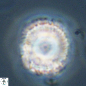 Bomolithus universus 57871