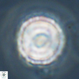Bomolithus universus 57872