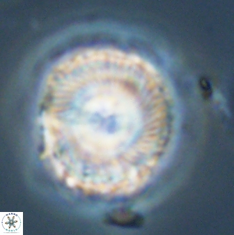 Bomolithus universus 57873