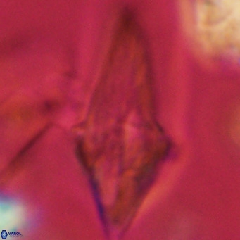 Bonetia acuta VR 05908