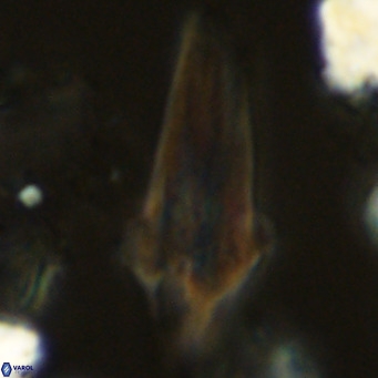 Bonetia acuta VR 05909