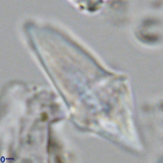 Bonetia acuta VR 05914