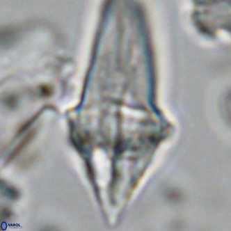 Bonetia acuta VR 05915