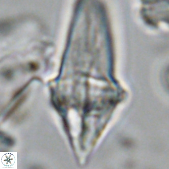 Bonetia acuta VR 05915
