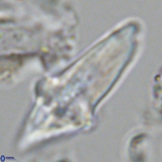 Bonetia acuta VR 05916