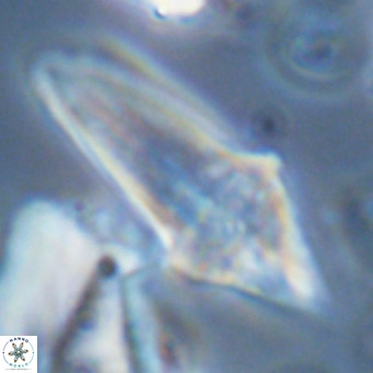 Bonetia acuta VR 05919