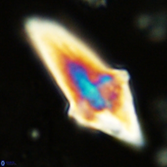 Bonetia acuta VR 05910