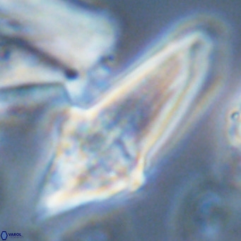 Bonetia acuta VR 05921