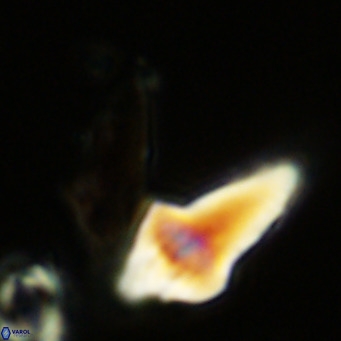 Bonetia acuta VR 06028