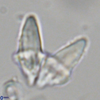 Bonetia acuta VR 06036