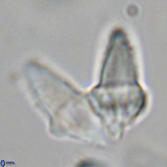 Bonetia acuta VR 06037