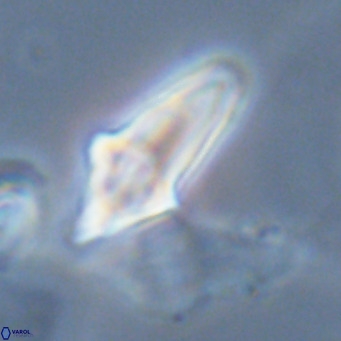 Bonetia acuta VR 06038