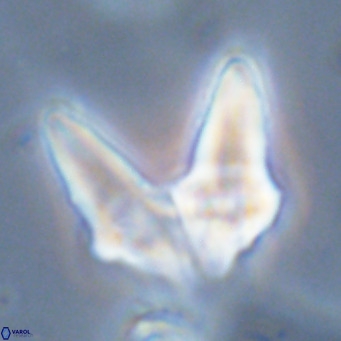 Bonetia acuta VR 06040