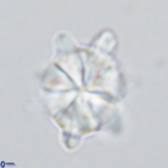 Bonetia acuta VR 03393