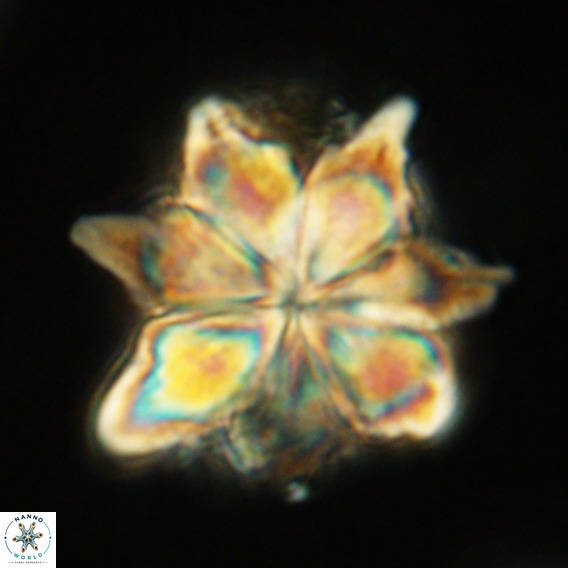 Bonetia brevis VR 05984
