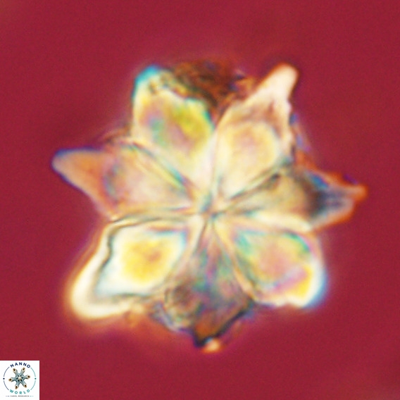 Bonetia brevis VR 05985