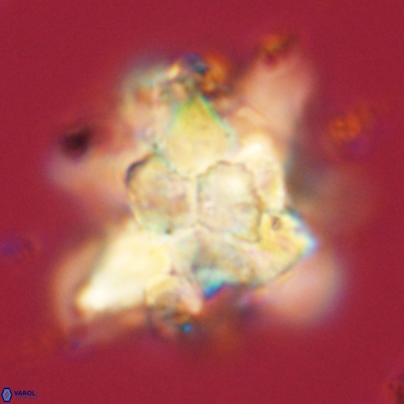 Bonetia brevis VR 05986