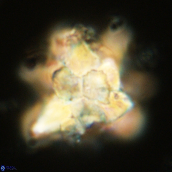 Bonetia brevis VR 05987