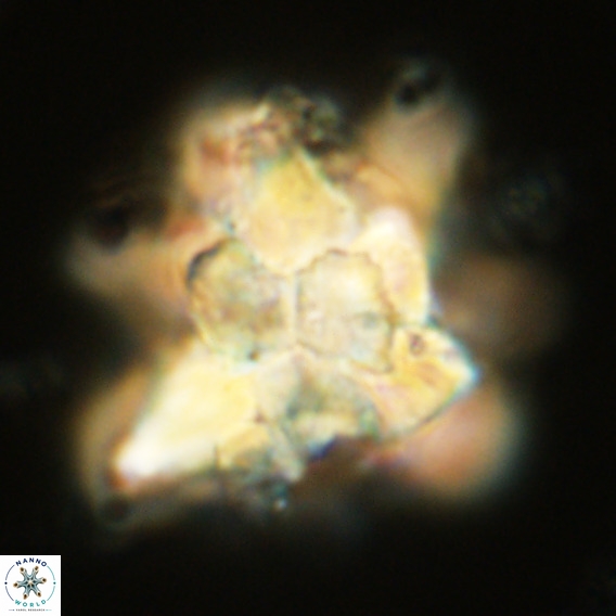 Bonetia brevis VR 05987